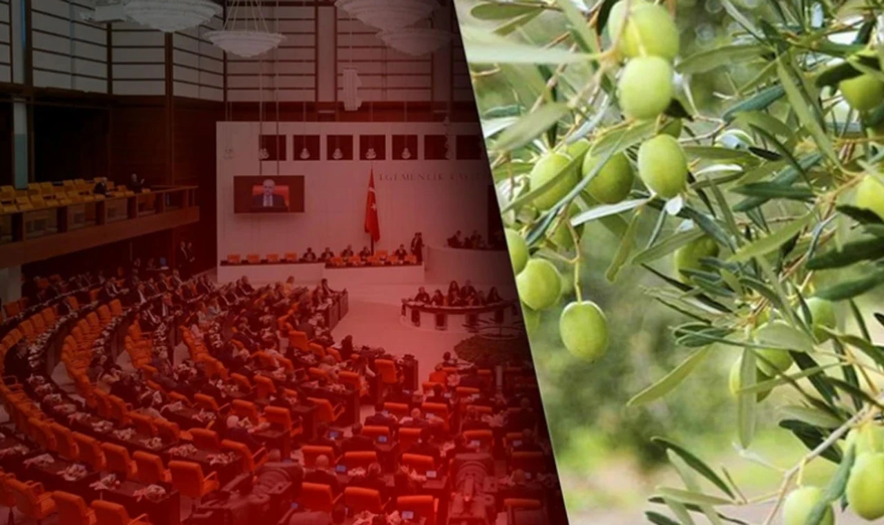 Zeytinliklerin kaderi Meclis’te çiziliyor
