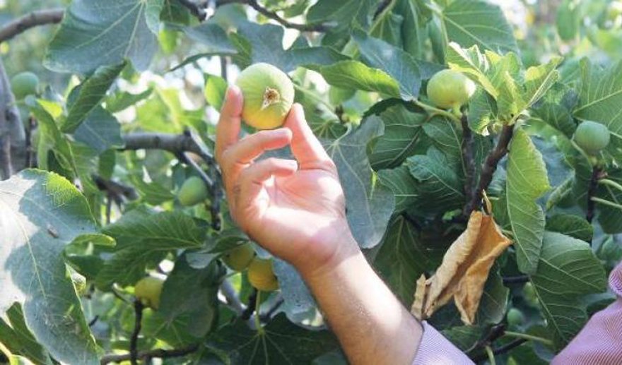 İncir’e tarım sigortası…