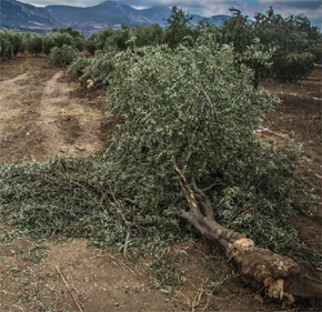 YIRCA’DA ÇED YÜRÜTMESİ DE DURDURULDU