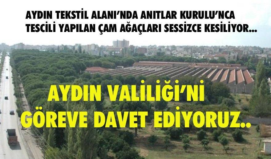 Aydın Tekstil’in “tescilli” ağaçları gizlice kesiliyor…