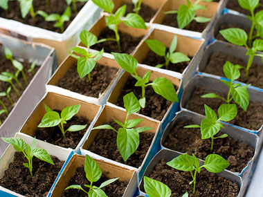 BÜYÜKŞEHİR BELEDİYESİ 30 BİN FİDE DAĞITACAK