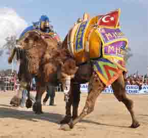 DEVELER ÖĞRENCİLER İÇİN GÜREŞTİ