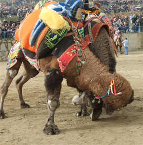 DEVELER YENİPAZAR’DA KAPIŞTI