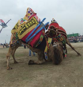 DEVELERİN GÜREŞİ NEFESLERİ KESTİ 