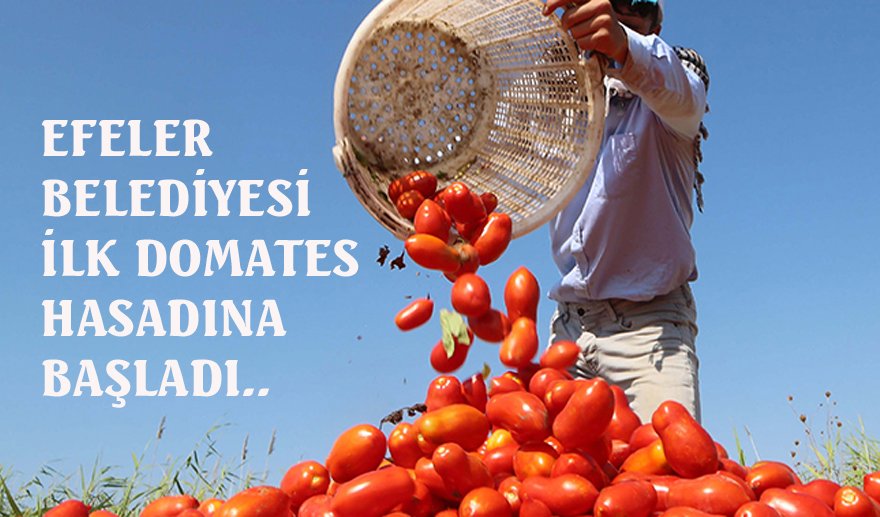 Efeler Belediyesi’nden domates hasadı..