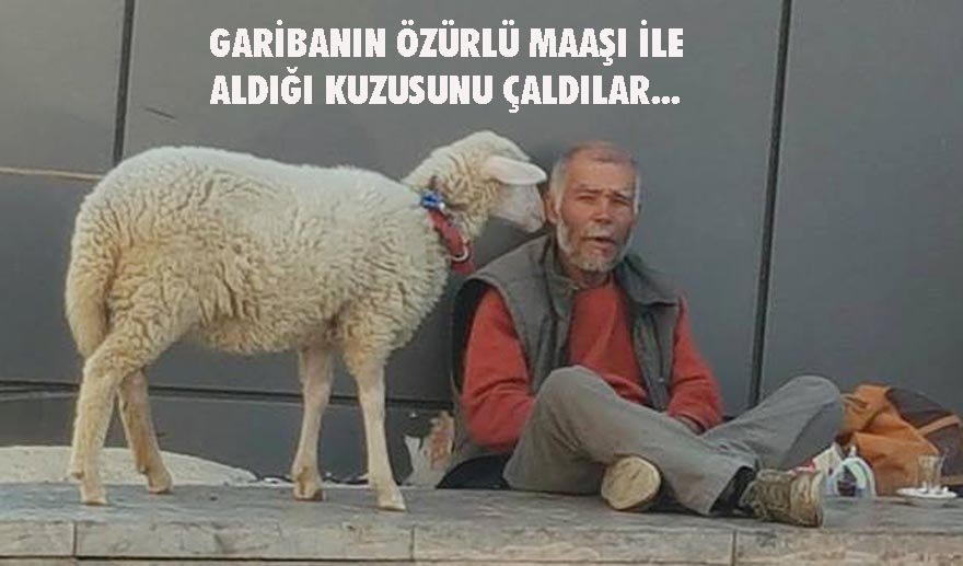 Gözü gibi baktığı kuzusunu çaldılar…