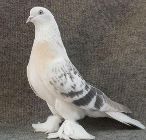 GÜVERCİN VE KANARYALAR BÜYÜLEDİ…