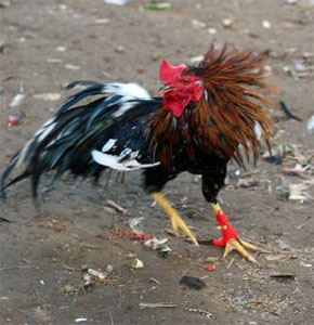 HOROZ DÖVÜŞÜNE SUÇ ÜSTÜ 