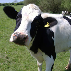 İNEKLER PODYUMA ÇIKACAK