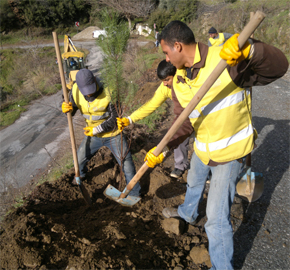 PALAMUTKÖY’E 500 ADET FISTIK ÇAMI
