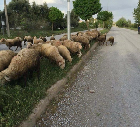 REFÜJLER MERAYA DÖNDÜ... 