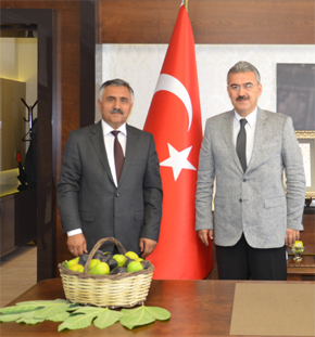 SEZONUN İLK İNCİRİ OLGUNLAŞTI