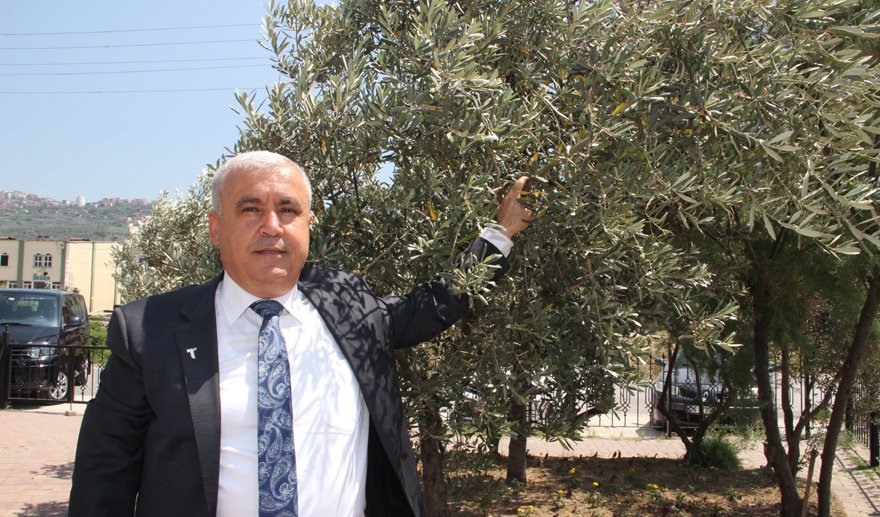 Sofralık zeytin ihracatı 150 milyon doları aştı..