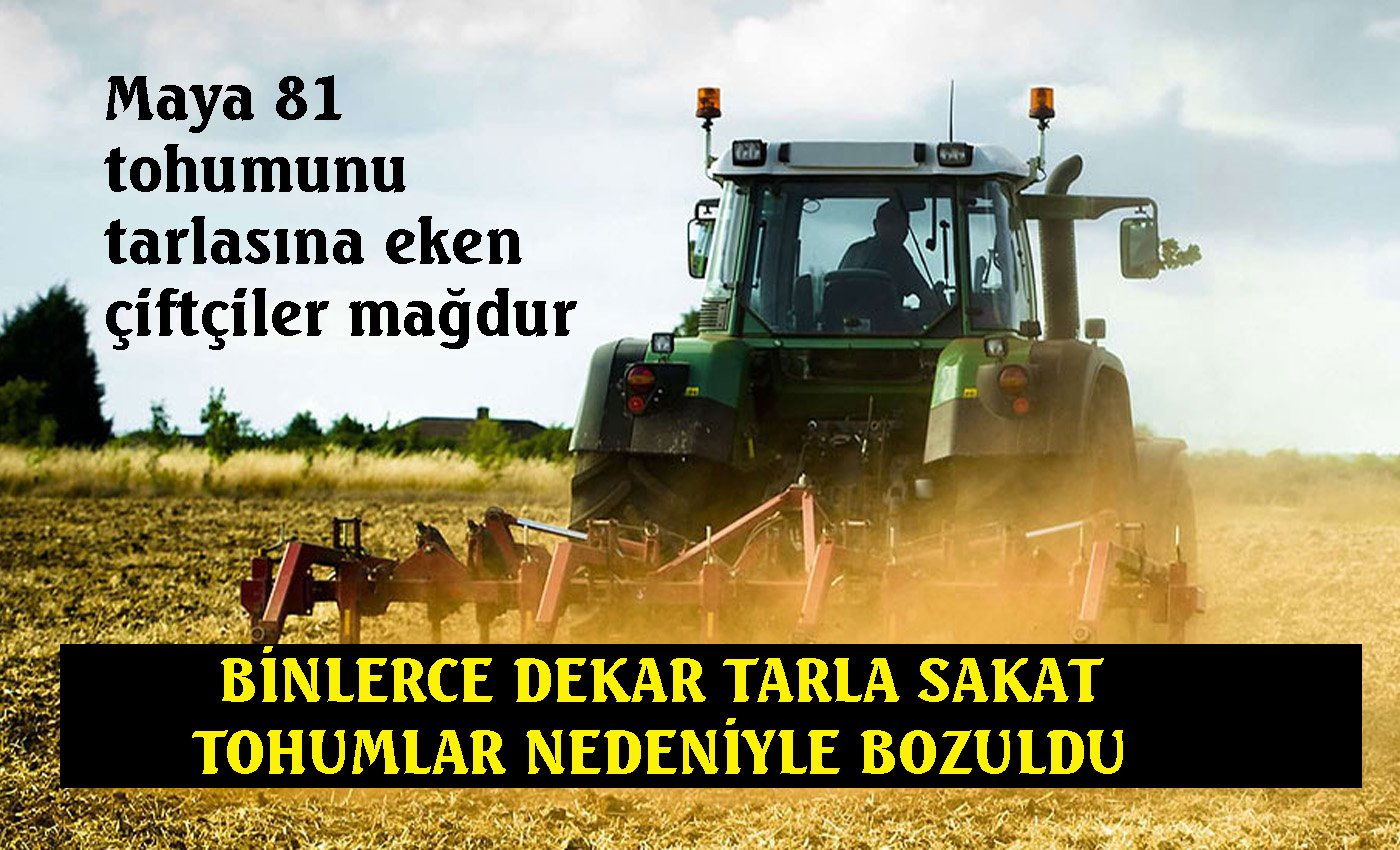 Sökeli pamuk üreticisinden “Maya 81” isyanı!