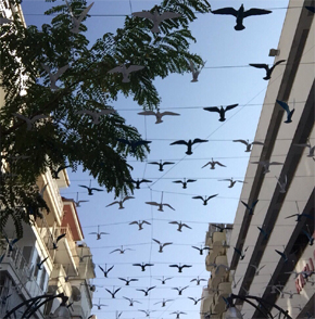 “YAPAY KUŞLAR” İHALESİ ADRESE TESLİM